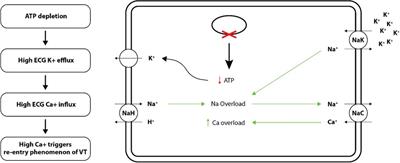 The age of computational cardiology and future of long-term ablation target prediction for ventricular tachycardia